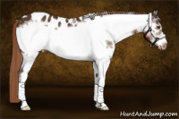 Horse Color:White Spotted Liver Chestnut Frame Appaloosa