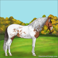 Horse Color:Bay Tobiano Appaloosa 