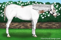 Horse Color:White Spotted Chestnut Splash Tobiano Frame 