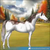 Horse Color:Liver Chestnut Sabino Splash 