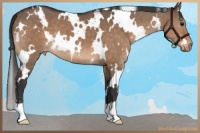 Horse Color:White Spotted Bay Dun Varnish 