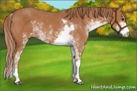 Horse Color:Chestnut Sabino