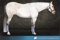Horse Color:Bay Roan Dun Brindle
