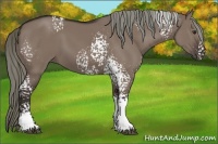 Horse Color:White Spotted Liver Red Dun 