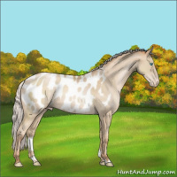Horse Color:Silver Buckskin Pearl Sabino Appaloosa 