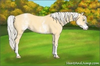 Horse Color:White Spotted Gold Cream Champagne