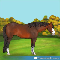 Horse Color:Bay 