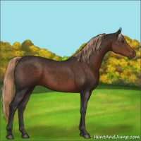Horse Color:Liver Chestnut 