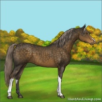 Horse Color:Chocolate Palomino 