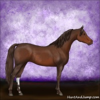 Horse Color:Liver Chestnut Rabicano 