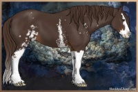 Horse Color:White Spotted Liver Chestnut Sabino Splash 