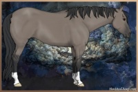 Horse Color:Grullo