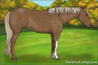 Horse Color:Chocolate Palomino 