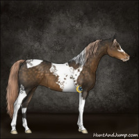 Horse Color:Chocolate Palomino Sabino Tobiano