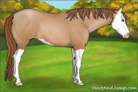 Horse Color:Bay Pearl Splash