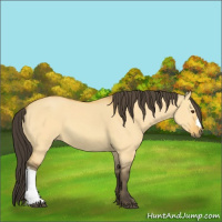 Horse Color:Buckskin Dun 