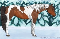 Horse Color:Buckskin Tobiano