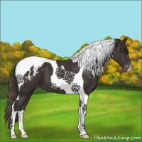 Horse Color:Smoky Black Tobiano Appaloosa 