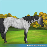 Horse Color:Blue Roan  and Blue Roan 