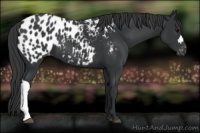 Horse Color:Black Appaloosa 