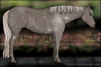 Horse Color:Silver Blue Roan 