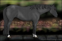 Horse Color:Blue Roan 