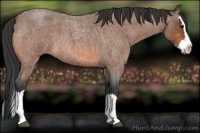 Horse Color:Bay Roan Splash