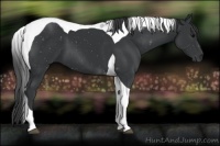 Horse Color:Black Tobiano 