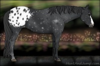 Horse Color:Black Appaloosa