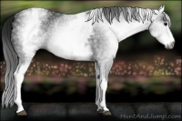 Horse Color:Gray White Spotted Black