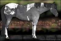 Horse Color:Black Tobiano Appaloosa 