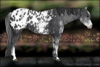 Horse Color:White Spotted Black Appaloosa 