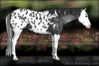 Horse Color:Black Splash Appaloosa 