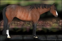 Horse Color:Bay Rabicano 