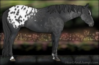 Horse Color:Black Sabino Appaloosa 
