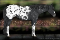 Horse Color:Black Appaloosa