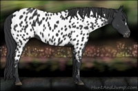 Horse Color:Black Appaloosa 