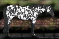 Horse Color:Black Appaloosa 
