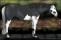 Horse Color:Black Splash