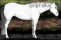 Horse Color:White Spotted Black Appaloosa 