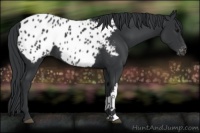 Horse Color:Black Appaloosa 