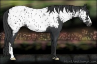 Horse Color:Black Appaloosa 