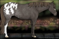 Horse Color:Smoky Black Appaloosa 