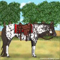 Horse Color:Smoky Black Appaloosa 