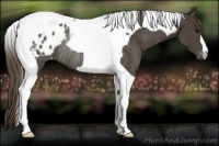 Horse Color:Smoky Black Tobiano Appaloosa Rabicano 