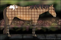 Horse Color:Plaid  Brown Appaloosa 