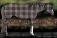 Horse Color:Plaid  Black 