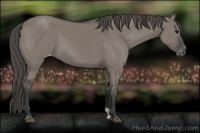 Horse Color:Grullo Appaloosa 