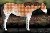 Horse Color:Plaid  White Spotted Bay 