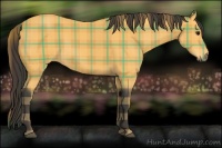 Horse Color:Plaid  Buckskin 